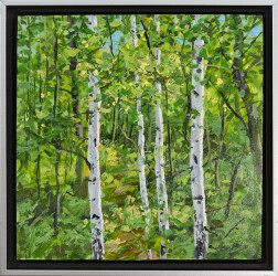 A stand of birch trees—their distinctive white bark playing against a backdrop of verdant green.