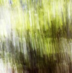 Morning sunlight filtered through trees is captured in this lovely, abstracted image taken by photographer Etienne Labbé. Image 2
