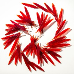 Crimson glass feathers are gathered into a fiery composition in this dramatic wall sculpture by artist John Paul Robinson.