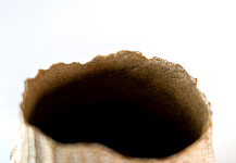 This unique tall ceramic vessel is handmade. Image 6