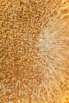 This contemporary ceramic wall plate is by Bruce Cochrane. Image 9