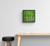 A stand of birch trees—their distinctive white bark playing against a backdrop of verdant green. Image 6