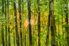 The peace of a forest glade, the sun filtered through leafy green, a path on a slope beckons. Image 3