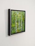 A stand of birch trees—their distinctive white bark playing against a backdrop of verdant green. Image 5