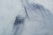 This figurative oil painting of a white horse is by Daniel Hughes. Image 5