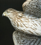 The stunning beauty of the Cooper Hawk is celebrated in this double image of the bird taken by photographer Deborah Samuel. Image 4