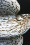 The stunning beauty of the Cooper Hawk is celebrated in this double image of the bird taken by photographer Deborah Samuel. Image 5