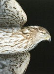 The stunning beauty of the Cooper Hawk is celebrated in this double image of the bird taken by photographer Deborah Samuel. Image 3