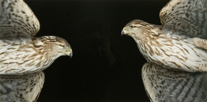 The stunning beauty of the Cooper Hawk is celebrated in this double image of the bird taken by photographer Deborah Samuel.