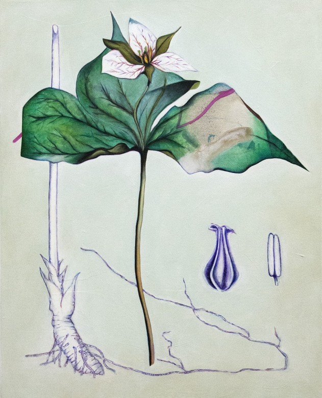 Fiona Ackerman ~ Botanical