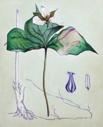 Death Flower Birth Root