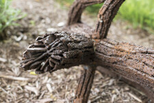 Floyd Elzinga’s beautiful pine cone sculptures emulate the organic shape, texture and form of the natural object. Image 4