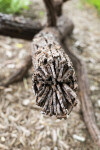 Floyd Elzinga’s beautiful pine cone sculptures emulate the organic shape, texture and form of the natural object. Image 6