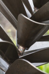 This contemporary outdoor sculpture of a pine cone is made from metal by Floyd Elzinga. Image 2