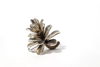 Pine Cone 23556 » Oeno Gallery