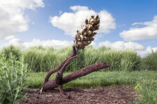 Floyd Elzinga’s beautiful pine cone sculptures emulate the organic shape, texture and form of the natural object. Image 8