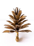 Pine Cone 25-449 Image 4