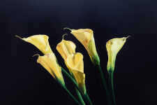 This gorgeous bouquet of sunny yellow Calla Lilies is a mixed media piece by James Lahey. Image 5