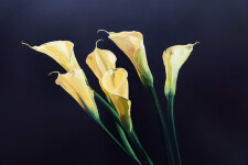 This gorgeous bouquet of sunny yellow Calla Lilies is a mixed media piece by James Lahey. Image 2