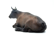 Jeanette is a table-top sculpture of a regal adult female cow sitting, legs tucked under her massive body. Image 3
