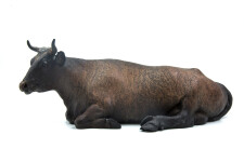 Jeanette is a table-top sculpture of a regal adult female cow sitting, legs tucked under her massive body. Image 2
