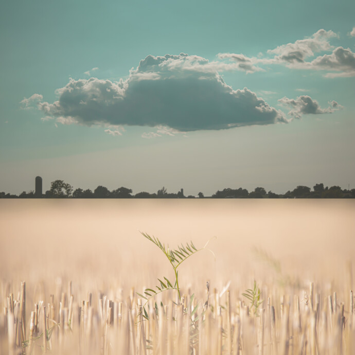 A large cloud in a teal sky hovers above a field of wheat in this surrealist inspired image by Mark Bartkiw.