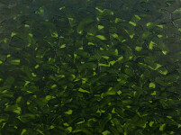 This contemporary abstract painting captures trees in spring rendered by a Canadian artist. Image 2