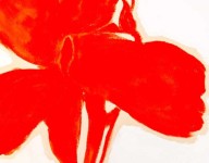 Lily, Red Image 4