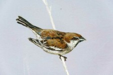 A beautifully rendered sparrow sits on a white branch in the center of this painting by Peter Hoffer. Image 5