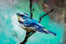 Cerulean Warbler Image 10