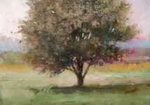 Native to many parts of Canada, the stately elm tree is captured here in an elegant tree ‘portrait’ by Peter Hoffer. Image 2