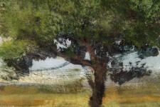 Peter Hoffer’s elegant series of tree ‘portraits’ are modern landscapes. Image 4