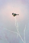 Exquisite in detail, a little chickadee perches on a white branch engulfed in a cloud of turquoise and mauve masterfully rendered by Peter H… Image 4