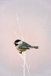 Exquisite in detail, a little chickadee perches on a white branch engulfed in a cloud of turquoise and mauve masterfully rendered by Peter H… Image 5