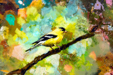 Gold Finch Image 8